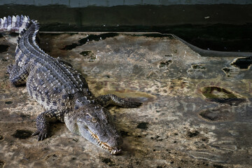 Crocodiles Resting