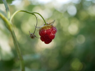 Raspberry berry ripens on a branch among green leaves on a sunny summer day. Harvest of vegetarian vitamin-containing food on the bush.