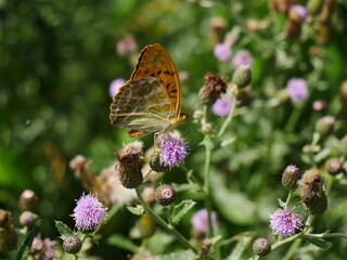Butterfly Argynnis paphia eats nectar on a thistle flower.