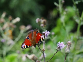 A peacock butterfly eats nectar on a thistle flower