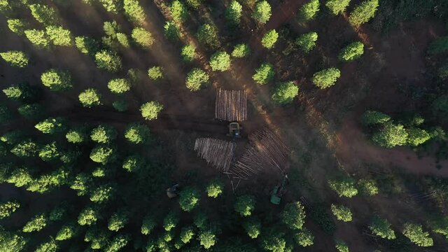 Aerial view of an area in a vast forest being clear cut with machinery. 