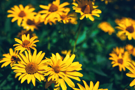 Closeup of false yellow sunflower (rough oxeye, Heliopsis scabra, helianthoides, Oxe eye) grows in public flower garden. Beautiful summer natural floral bright background