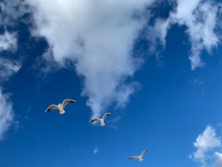 flock of seagulls