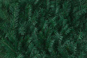Natural fir tree branches texture. Dark green Christmas moody background. Winter pattern for Xmas decorations, ornament, noel cards. December festive backdrop, copy space