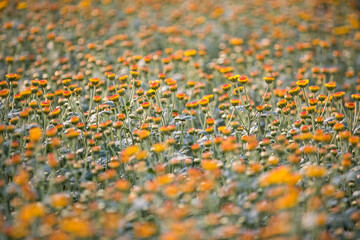 Row of colorful flowers