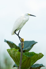 Little Egret perching on a bamboo stem