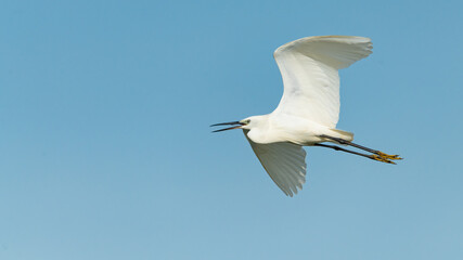 Little Egret in flight