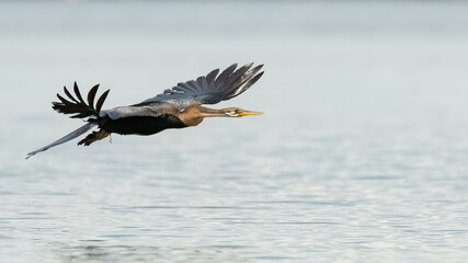Oriental Darter in flight
