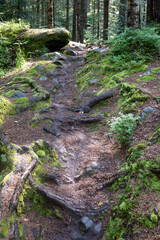 4k, background, beam, beautiful, book, cool, dusk, environment, fluffy, foliage, forest, green, growth, landscape, large, leaf, light, magic, magical, mist, morning, mysterious, mystery, mystical, nat