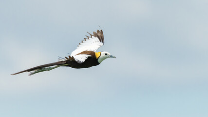 Pheasant-tailed Jacana in flight