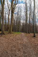 Obraz premium Early springtime mountain forest with hiking trail and blue sky with clouds