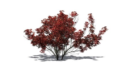 Kousa Dogwood in autumn with shadow on the floor - isolated on white background - 3D illustration
