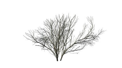 Kousa Dogwood in winter - isolated on white background - 3D illustration