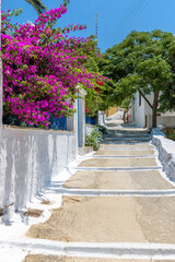 Traditional cycladitic   alley with a narrow street,  whitewashed  houses and a blooming bougainvillea in Lagada, Amorgos  Greece