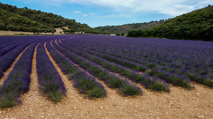 Fototapeta na wymiar lavender field region