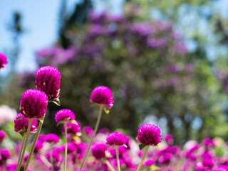 purple flowers in the garden