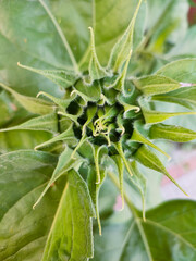 close up of a flower