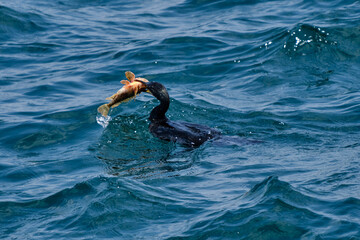 Istanbul. Cormorant caught Golden fish in the Bosphorus Strait