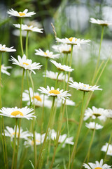 daisies in the meadow © Нина Берсенева
