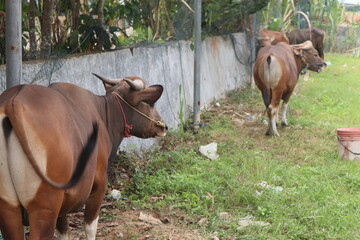 Several cows to be slaughtered in the celebration of Eid al-Adha