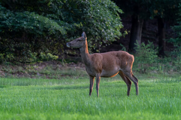 Naklejka na ściany i meble Female Red deer (Cervus elaphus) on the field of National Park Hoge Veluwe in the Netherlands. Forest in the background. 