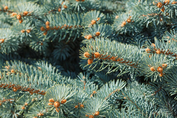 Naklejka na ściany i meble Background from spruce branches of blue spruce taken close-up and selective focus. Branches of a young blue spruce with small cones in the spring.