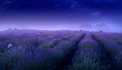 Lavender flowering field and starry sky with milky way, beautiful summer night landscape.