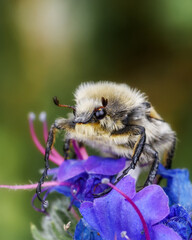 Striped mottled beetle (Trichius fasciatus) sits on a flower, close-up, macrophoto