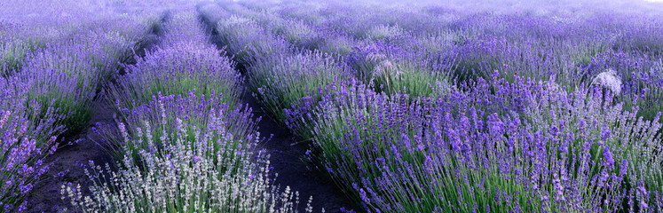 Naklejka na ściany i meble Lavender field, panorama. Lavender flowers natural abstract background.