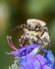 Striped mottled beetle (Trichius fasciatus) sits on a flower, close-up, macrophoto