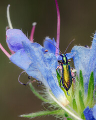 Shpanka beetle, shpanka fly (Lytta vesicatoria) sits on a flower, macrophoto