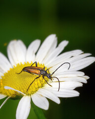 Yellow leptura beetle (Pseudovadonia livida) sits on a daisy, close-up, macrophoto