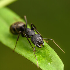 black ant sitting on a green leaf, close-up, macro photo
