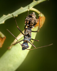 Insect bug (Megalotomus junceus) close-up on a green leaf