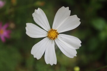 White-yellow flower