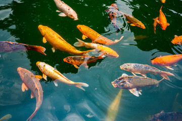 Colorful schools of koi and goldfish in the ornamental fish pond