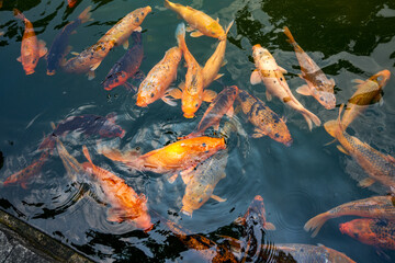 Fototapeta na wymiar Colorful schools of koi and goldfish in the ornamental fish pond