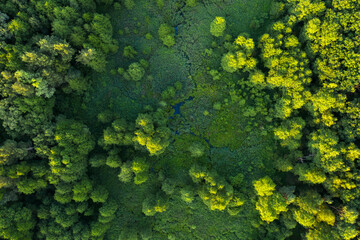 Wetlands in the summer forest. View from the drone.