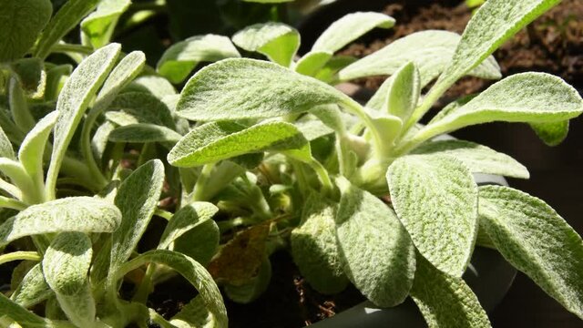 Greek mountain tea, medicinal plant with leaves in summer