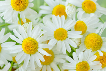 Obraz premium Nature summer background of chamomiles 