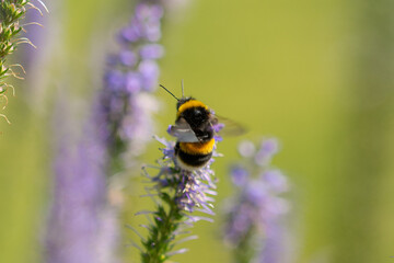 Bumblebee on lavender ready for take off