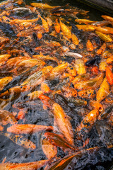 Colorful schools of koi and goldfish in the ornamental fish pond