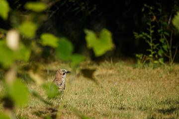 bird jay  on the ground