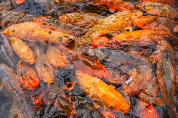 Obraz na płótnie Canvas Colorful schools of koi and goldfish in the ornamental fish pond