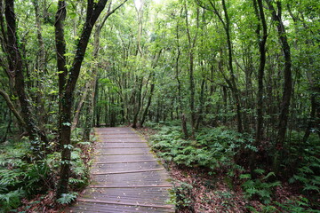 a fine pathway through a dense forest