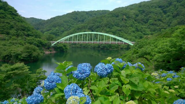 満開のあじさいとダム湖に架かる橋