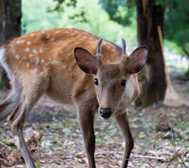 white deer