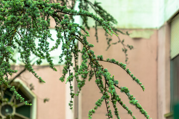 Decorative background tree with green fruit and leaves in front of a beige-pink aged old wall.