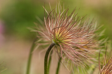Pulsatilla hairy seed head after flowering.