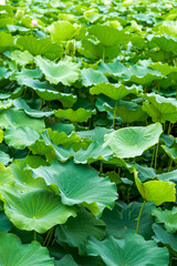 Close-up of a large lotus leaf in the pond